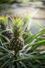 Fototapeta premium Pineapples Basking in the Sunlight with Lush Green Leaves