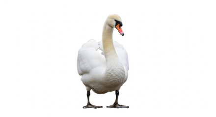 Obraz premium mute swan isolated on white background