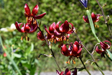 Blüten der Türkenbundlilie Claude Shride © Andrea