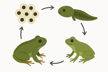 Fototapeta premium Frog Life Cycle Chart - Egg to Adult