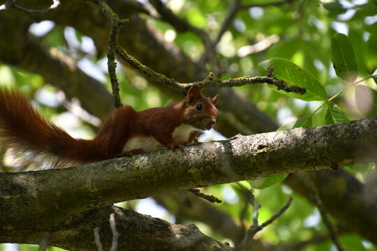 Eichh&ouml;rnchen auf einem ast