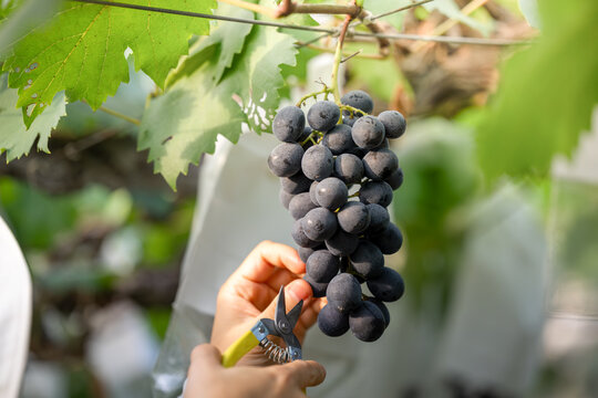 The Moment of Picking Fresh Grapes in the Vineyard