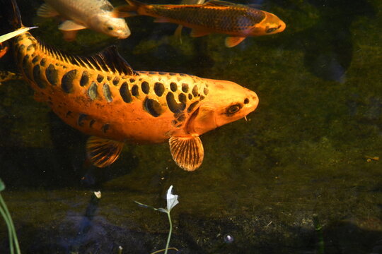 Goldener Koi, teils mit schwarzen Schuppen im Gartenteich
