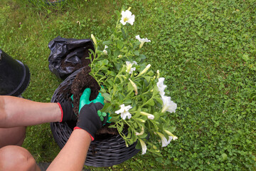 Hands in green garden gloves carefully lower a bush of blooming white petunias with a lump of earth...