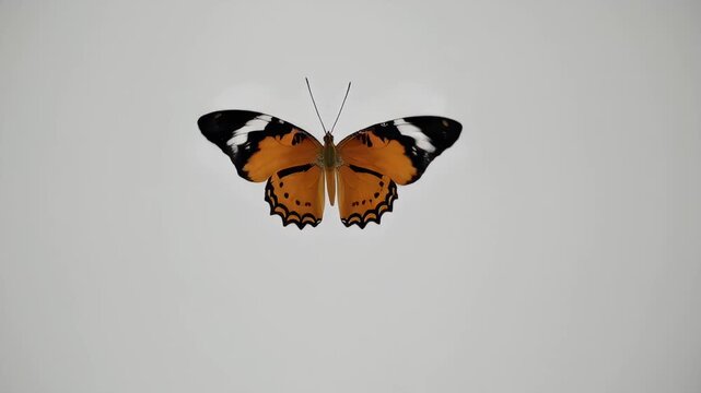 High resolution white background hosts top down Tawny Coster butterfly fluttering then alighting gracefully editors can isolate ready made alpha K clip nature documentaries science infographics