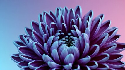 Ultra macro sweep chrysanthemum reveals velvet petals fading from royal violet to electric blue softness gradient backdrop lets cosmetic advertisers nature channels overlay copy while celebrating - Powered by Adobe