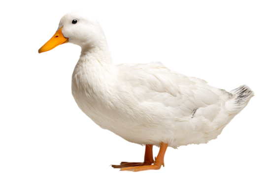 A pristine white duck