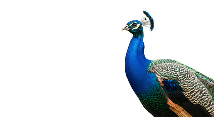 Naklejka premium peacock isolated on white background