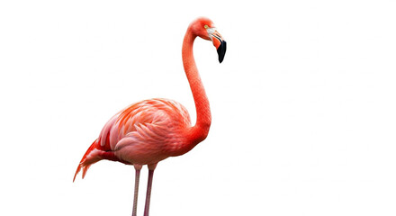 Fototapeta premium pink flamingo on white background