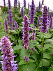 Korean Mint purple, Agastache rugosa, medicinal herbs