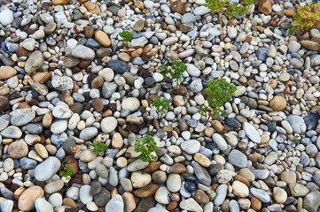 grass grows between the boulders
