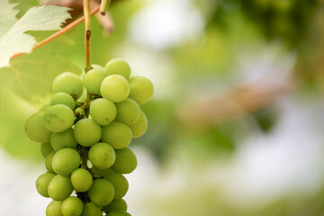 Fresh Green Grapes Hanging on the Vine in a Sunlit Garden