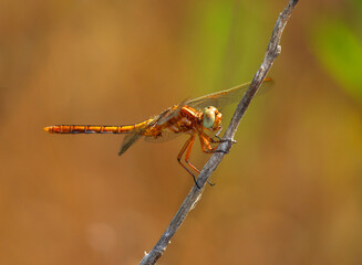 A female Keeled Skimmer Dragonfly - Orthetrum Coerulescens, perched on a twig in its natural environment. Macro photo, selective shallow focus for effect.