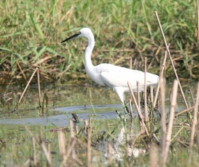Egret bird is searching for food