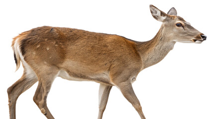 Fototapeta premium Deer, isolated transparent background
