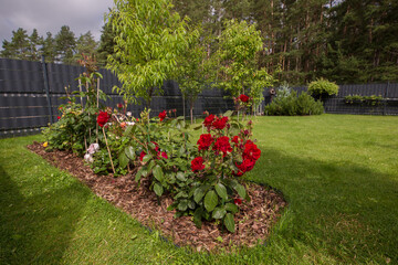 A flowerbed with pink and yellow roses tied to bamboo supports. The surface of the flowerbed is mulched with shredded bark and decorated with pine cones.
