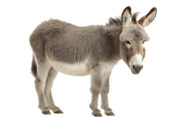 Grey donkey standing on black background