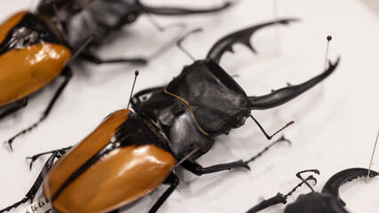 the specimen of stag beetles 