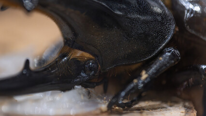 Hercules beetle head close-up. one of biggest beetle in the world