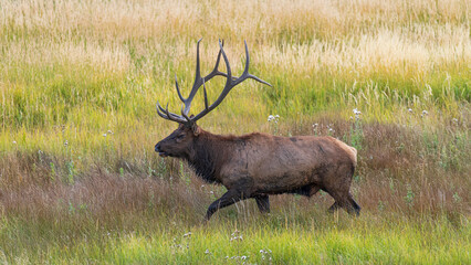 Tierwelt und Herbstfarben im Rocky Mountain Nationalpark