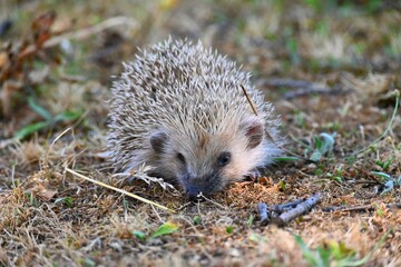 hedgehog in the woods © GenadiyGM