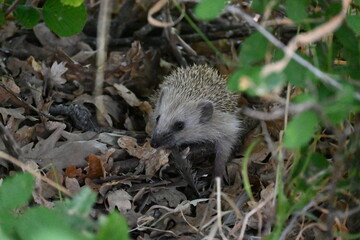 West European hedgehog (Erinaceus europaeus)