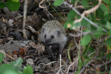 Fototapeta premium hedgehog in the forest