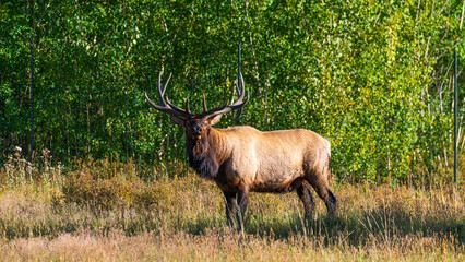 Tierwelt und Herbstfarben im Rocky Mountain Nationalpark