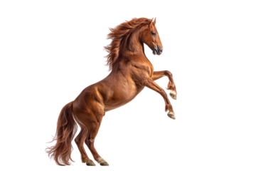 Chestnut stallion rearing up