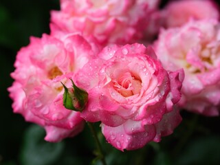 Close-up of pink roses after rain with water drops