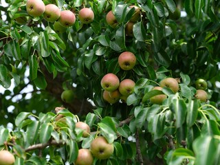 Organic pears growing on a pear tree in orchard.