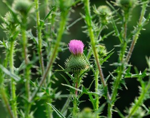 Flowering spiny plumeless thistle (Carduus acanthoides) in nature