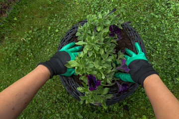 Hands in green gardening gloves gently press the soil around a newly planted purple petunia bush in...