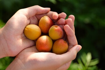 Fresh ripe apricots in person palms