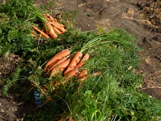 Crates with fresh harvesting carrots on an agricultural field.