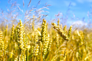 Golden wheat ears ready for harvest, rye field. Image of golden wheat ear, rye, barley. Red...