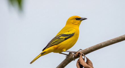 Obraz premium yellow and blue bird