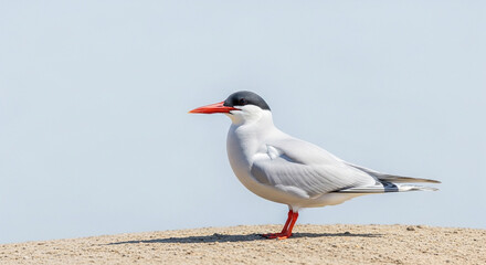 seagull on the beach