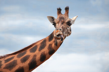 Curious Giraffe Portrait Close-Up Wildlife Animal Face Expression
