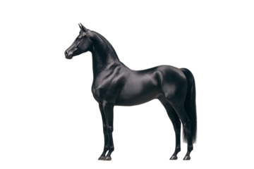 Majestic black stallion, elegant pose.