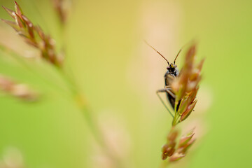 Brown-black nettle bug Plagiognathus arbustorum, Braunschwarze Nesselweichwanze