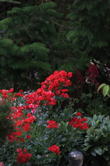 Rosen in magenta und rot