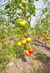 Greenhouse cultivation of organic tomatoes, selective focus.