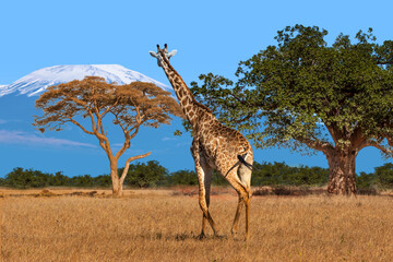 Giraffe walks across African savanna with acacia tree, baobab, and Mount Kilimanjaro in background. Wildlife, safari, nature scene. Animals of Africa, safari in Kenya. © Grispb