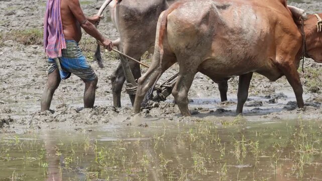 A bullock engaged in ploughing in the muddy field, a traditional farming process