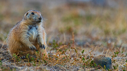Bizarre Natur und Präriehunde im Badlands Nationalpark