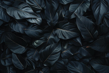 Fototapeta premium Black monstera leaves background wallpaper