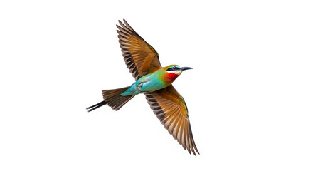 bird on white background