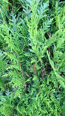 Feuillage dense et vert vif de Thuja occidentalis, photographié en gros plan. Texture naturelle idéale pour fond ou design végétal.