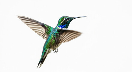 Fototapeta premium peacock feather on white background